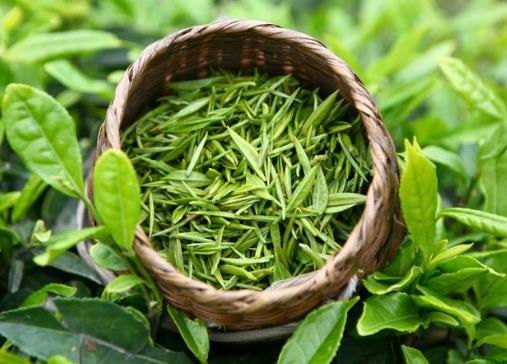 喝绿茶有减肥的功效吗？喝绿茶能减肥吗