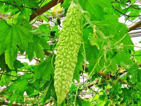 生理期(经期)减肥高峰期食谱:凉瓜滚肉片的做法