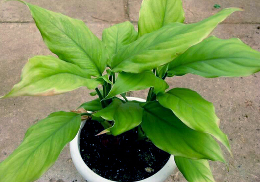 家里有孕妇能养万年青吗?万年青的养殖方法