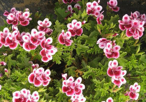 天竺葵有毒吗?家里有孕妇能养天竺葵吗?