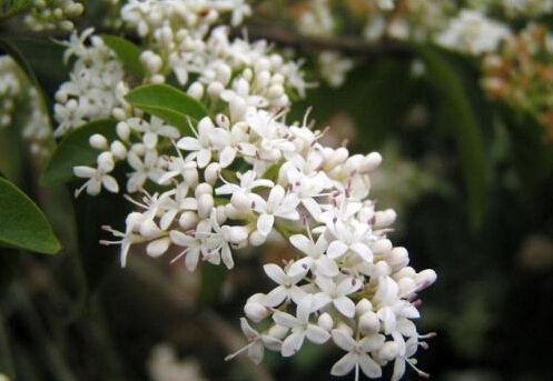 家里有孕妇能养夜来香吗?夜来香的养殖方法