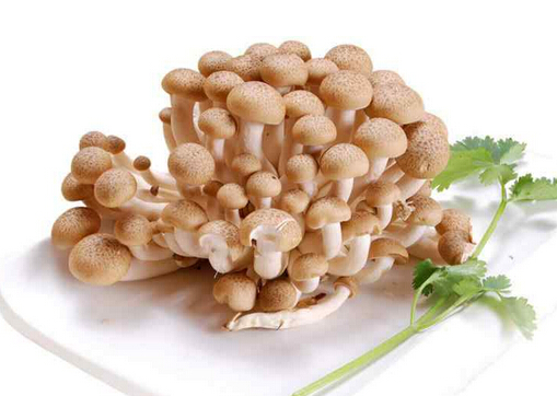 孕妇能吃蟹味菇吗?吃蟹味菇有什么好处