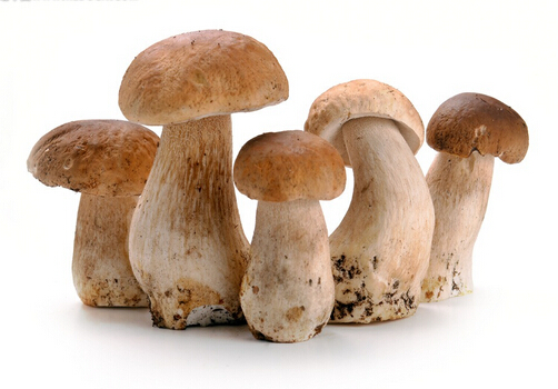 孕妇可以吃草菇吗?适合孕妇吃草菇的做法