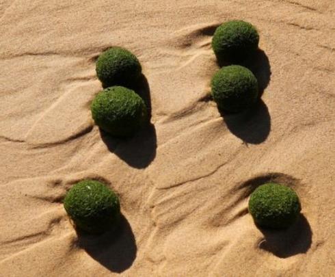 悉尼海滩惊现大量神秘绿色“海藻蛋”