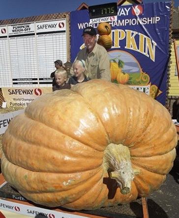 美国一男子萨德·斯塔尔种出重805公斤的“南瓜王”