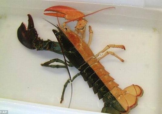 双色龙虾：美国渔民马萨诸塞州海域捕获罕见奇特双色对称龙虾