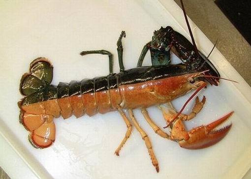 双色龙虾：美国渔民马萨诸塞州海域捕获罕见奇特双色对称龙虾