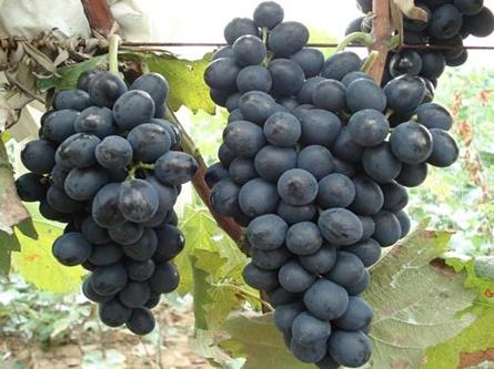 产妇坐月子能吃葡萄吗？月子里可以吃葡萄吗