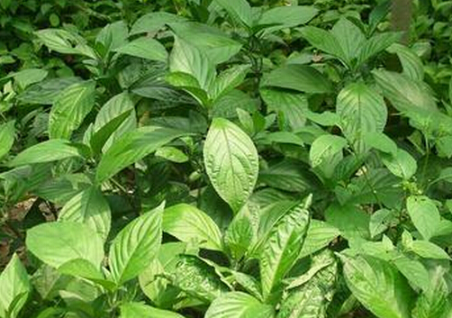 板蓝根的功效与作用-哺乳期能喝板蓝根吗?