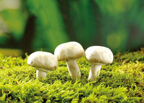 宝宝可以吃蘑菇吗？吃蘑菇的做法