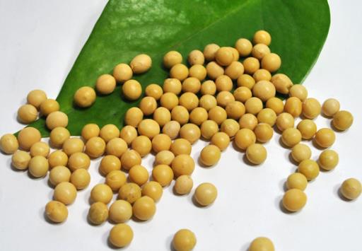 宝宝能吃黄豆吗?宝宝吃黄豆的做法