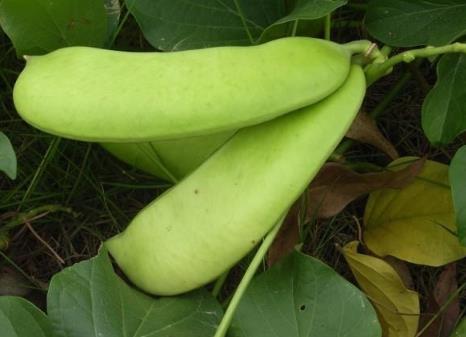 宝宝吃刀豆有什么好处?宝宝吃刀豆的做法