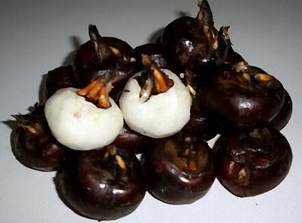 宝宝能吃荸荠吗?宝宝吃荸荠的做法