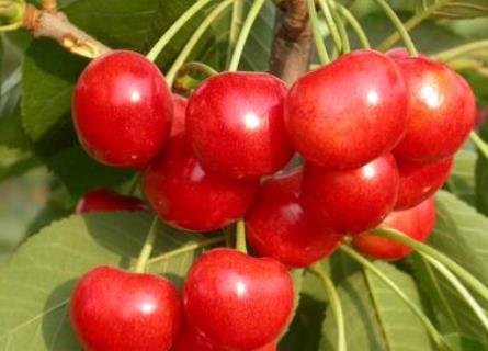 宝宝能吃樱桃吗？宝宝吃樱桃的做法