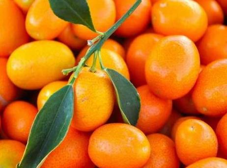 宝宝能吃金桔吗？宝宝吃金桔的做法