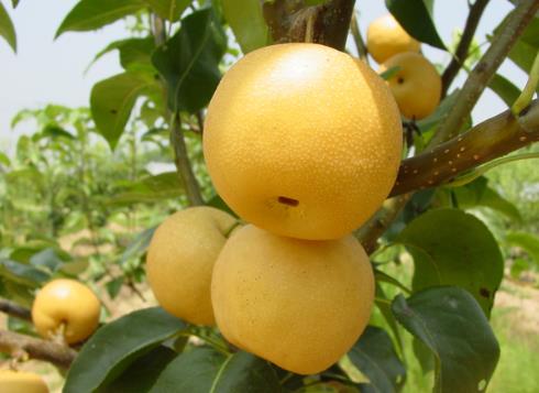 宝宝吃梨好吗？宝宝吃梨的好处