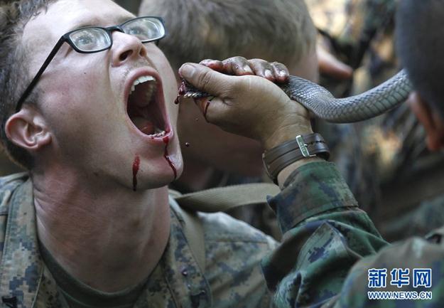 2013“金色眼镜蛇”联合军演演习，美军士兵生吃眼镜蛇血组图