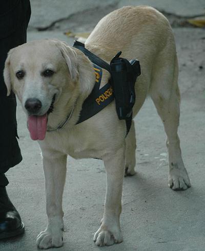 泰国警方为加强攻击力给警犬配枪，警犬专用手枪肩套(组图)