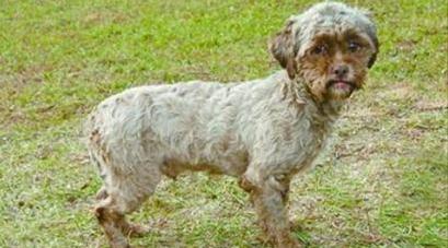 美国人面狗因其长相与人类酷似而走红，特别是嘴巴(图)