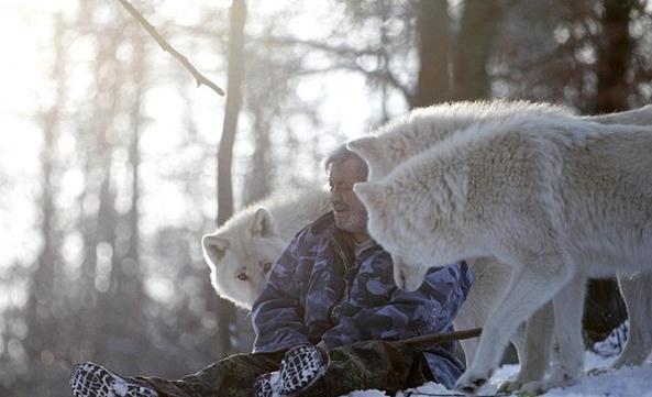 与狼共食照：德国79岁男子统领狼群，用嘴给狼群喂食表示亲近