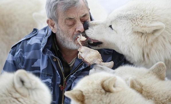 与狼共食照：德国79岁男子统领狼群，用嘴给狼群喂食表示亲近