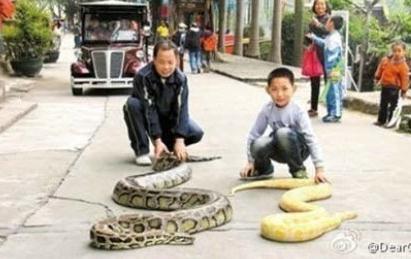 东莞街头遛蛇哥黄金蟒被没收引争议，哪些宠物不能随便饲养