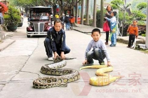 东莞遛蛇哥当街遛两百斤大蟒蛇(黄金蟒和越南蟒),父子俩遛蟒蛇宠物引人围观