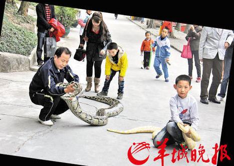 东莞遛蛇哥当街遛两百斤大蟒蛇(黄金蟒和越南蟒)，父子俩遛蟒蛇宠物引人围观