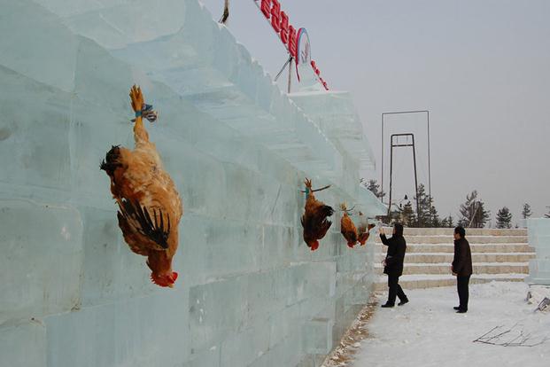 吉林延吉冰雪节为吸引游客，惊现活鸡当靶供游客射杀组图