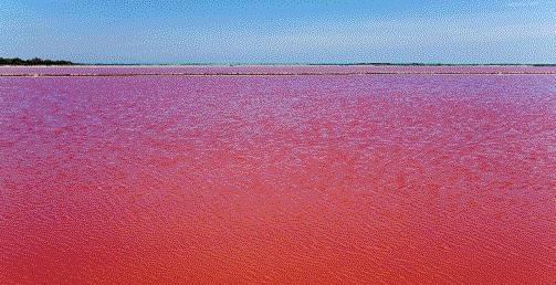 法国惊现血水湖：湖水如红海湖水中的盐结晶