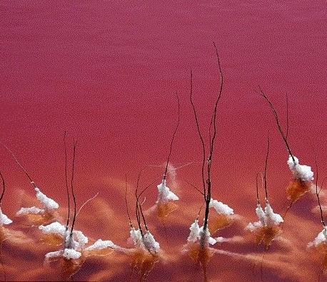 法国惊现血水湖：湖水如红海湖水中的盐结晶