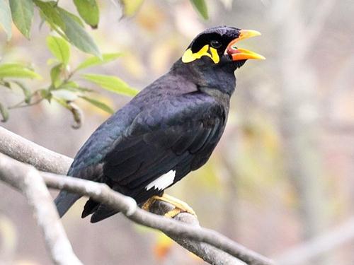 鹩哥对骂：鹩哥动物园被游客教会国骂被关禁闭学文明用语，园方呼吁游客别教坏动物