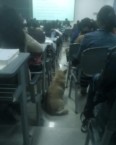 “学霸狗”电子科技大学蹭课走红,最爱英语和概率网友力挺读研