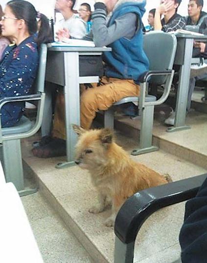 “学霸狗”电子科技大学蹭课走红,最爱英语和概率网友力挺读研