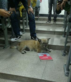 “学霸狗”电子科技大学蹭课走红,最爱英语和概率网友力挺读研