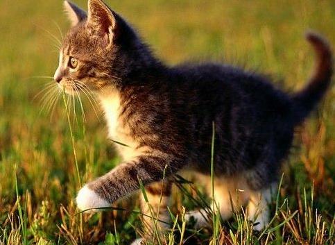 男子微波炉虐猫手段发指，小猫被蒸15分钟半熟而死