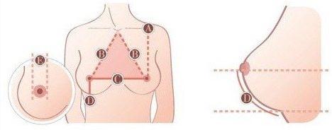 湖北高校校花评选：湖北评高校校花要求“双乳间距超20厘米”