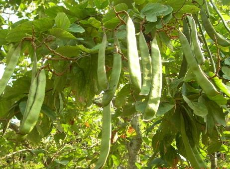 孕妇吃刀豆有什么好处？孕妇吃刀豆的做法