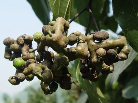 孕妇能吃拐枣吗?孕妇吃拐枣有什么好处