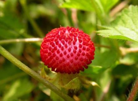 孕妇能吃蛇莓吗？孕妇吃蛇莓有什么好处