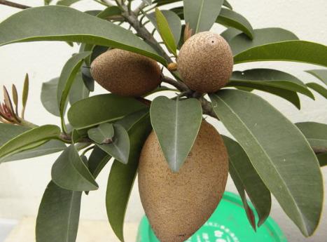 孕妇能吃人心果吗？孕妇吃人心果有什么好处