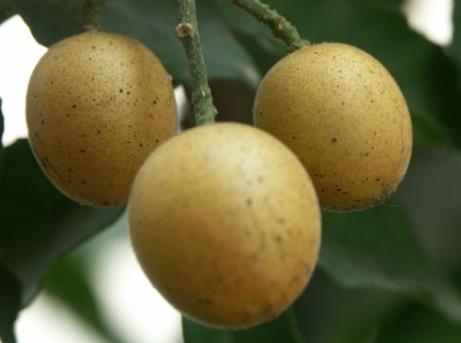 孕妇能吃黄皮果吗？孕妇吃黄皮果有什么好处