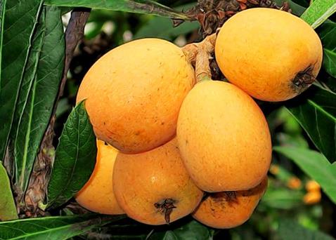 孕妇可以吃枇杷吗？孕妇吃枇杷好吗