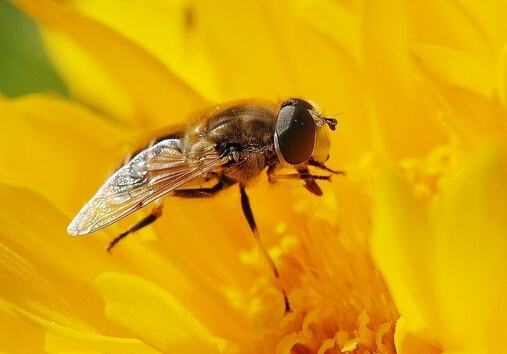 蜜蜂蛰了怎么办？蜂蛰对病症的治疗