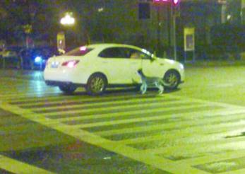 南京街头现“开车遛狗”伤不起-警方称发现将罚款