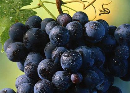 怀孕期间能吃葡萄吗？孕妇吃葡萄有什么好处