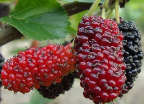 孕妇可以吃桑葚吗？孕妇吃桑葚有什么好处