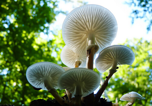 哺乳期可以吃蘑菇吗？吃蘑菇的做法