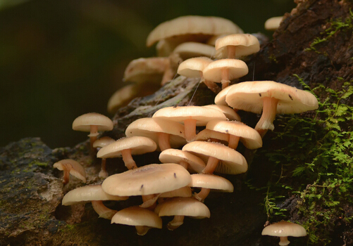 产妇可以吃蘑菇吗？产妇吃蘑菇的做法