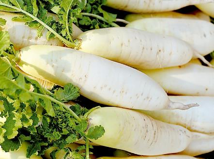 产妇能吃白萝卜吗?产妇吃白萝卜的做法